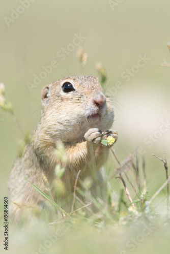 Closeup of a cute european ground squirrel eating on blurry background, Spermophilus citellus