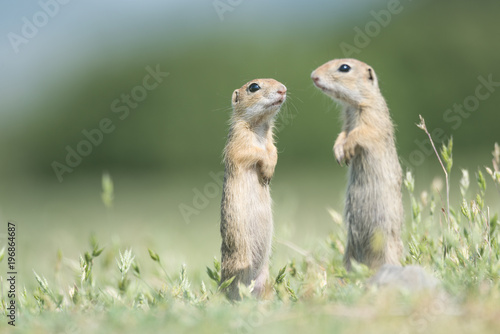 Two cute European ground squirrels standing and watching on a field of green grass,Spermophilus citellus