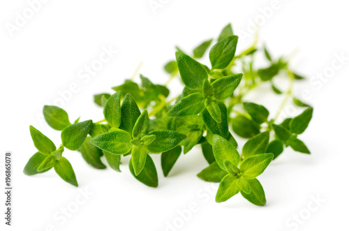 fresh herb, fresh thyme isolated on white
