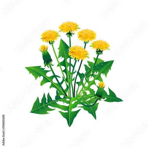 Vector dandelions isolated. Realistic yellow dandelions with leaves on a white background