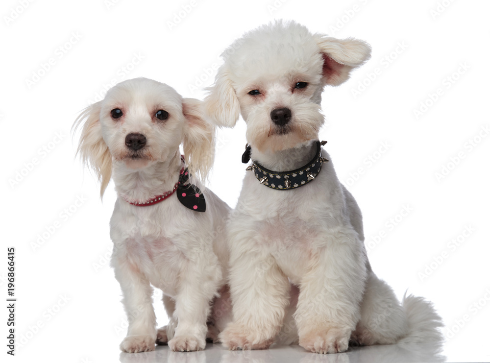 two cute white bichons wearing funny collars two cute white bichons wearing funny collars