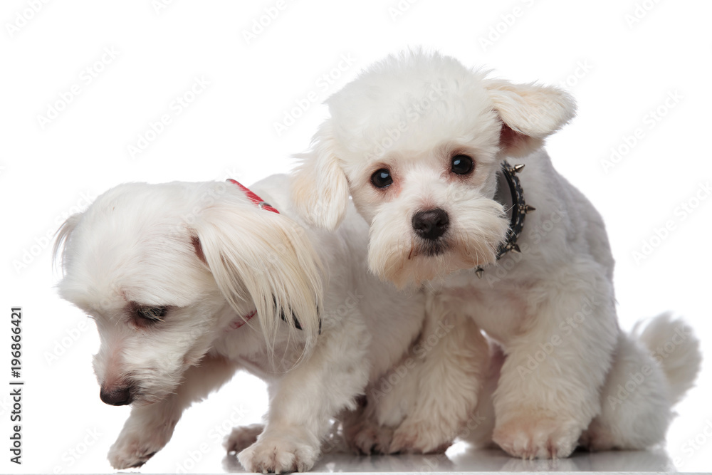 two adorable white bichons picking up a scent two adorable white bichons picking up a scent