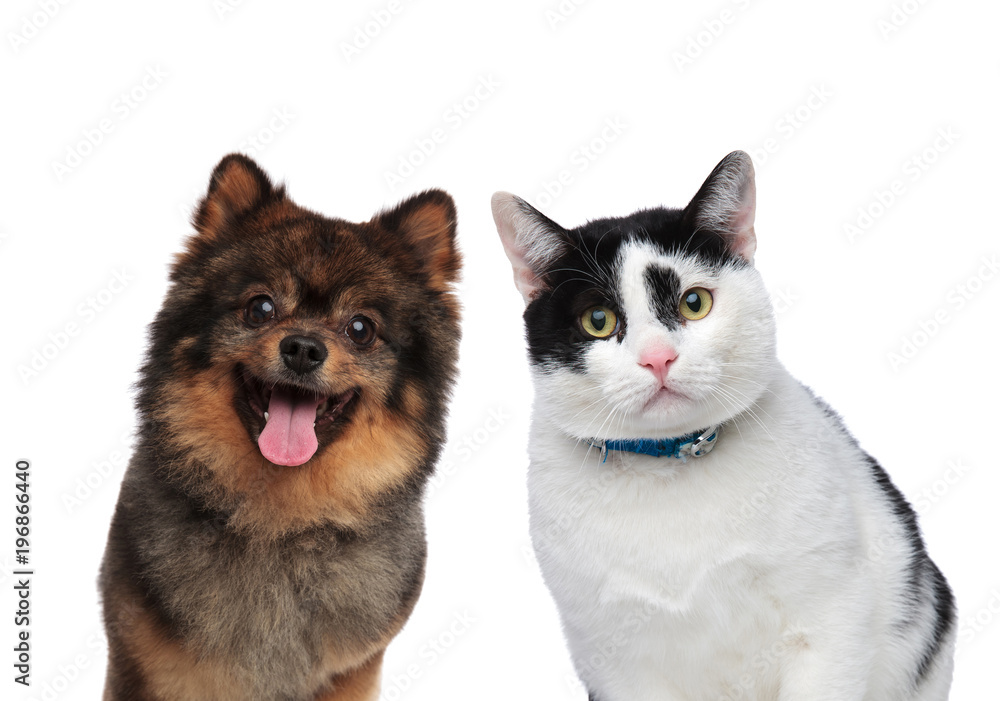 Obraz premium hungry dog and cat friends waiting for lunch