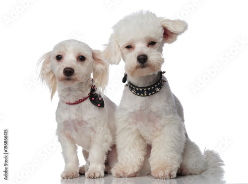 two cute white bichons wearing funny collars
