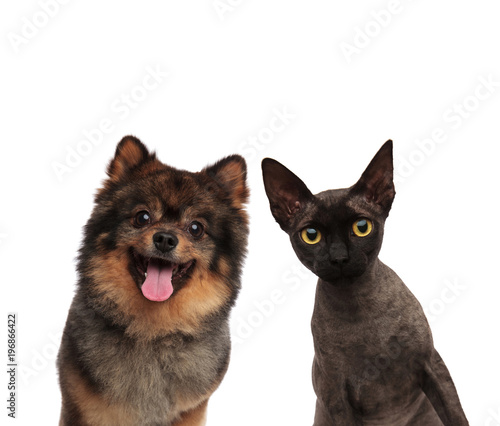 Fototapeta Naklejka Na Ścianę i Meble -  cute pomeranian dog and black cat looking curious