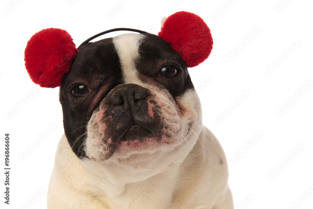 close up of a tired french bulldog wearing earmuffs