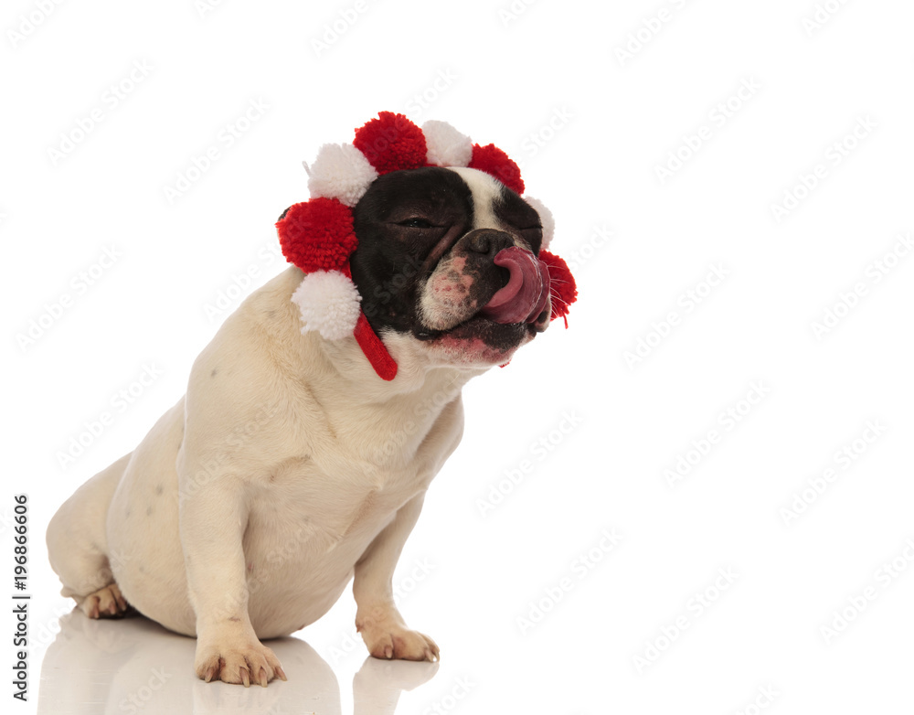Obraz premium puppy wearing headband licks his nose and looks to side