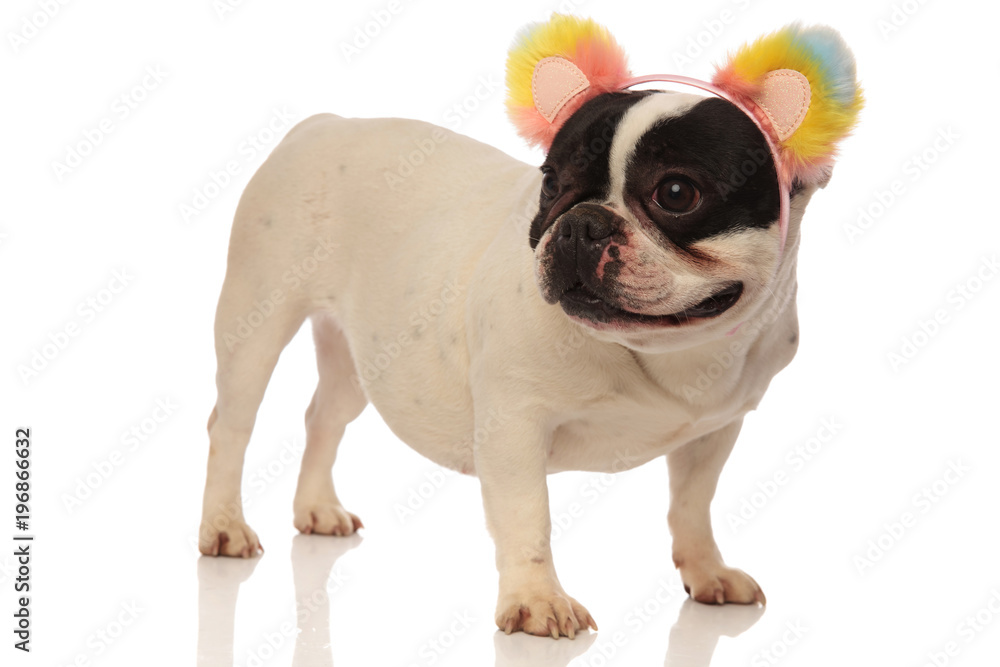 side view of a lovely french bulldog wearing flower headband