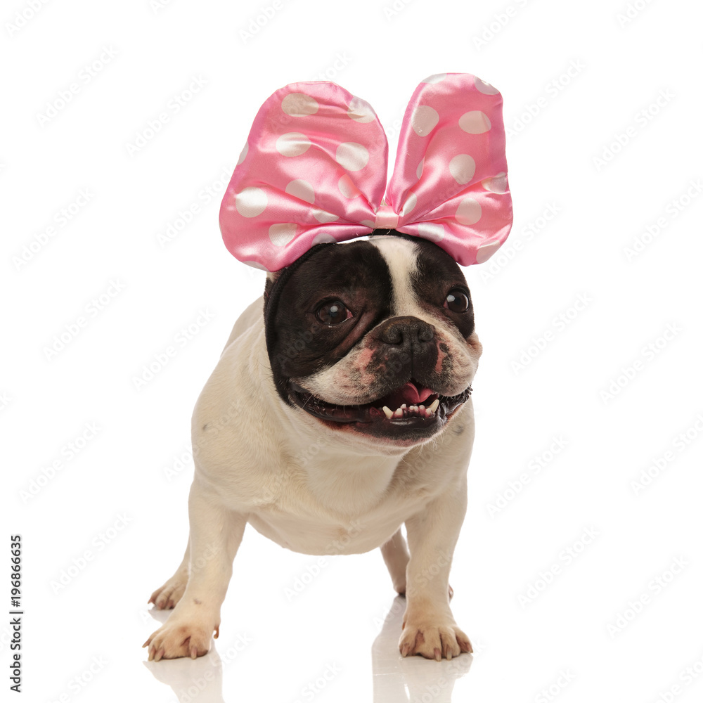 happy bulldog wears a pink head ribbon with white dots