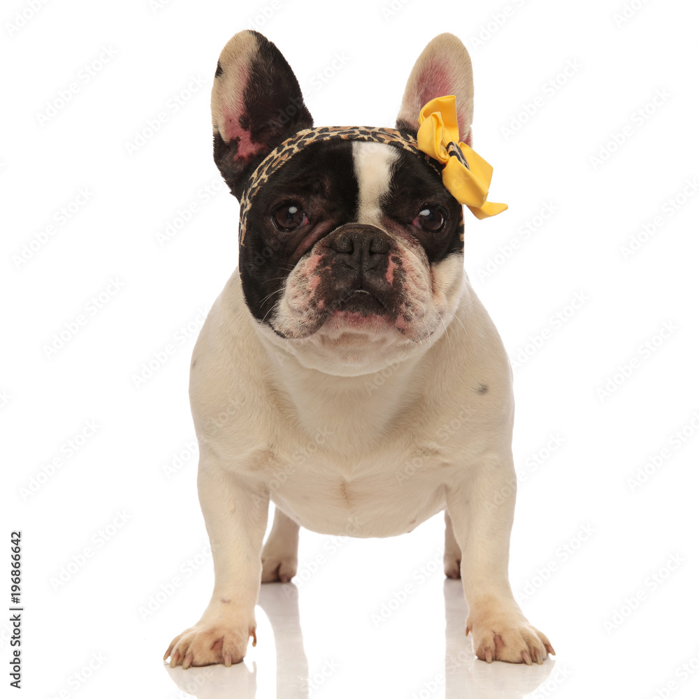 lovely bulldog wearing leopard headband with yellow ribbon