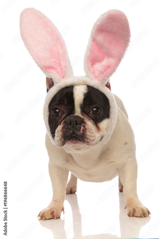 cute french bulldog wearing easter bunny ears