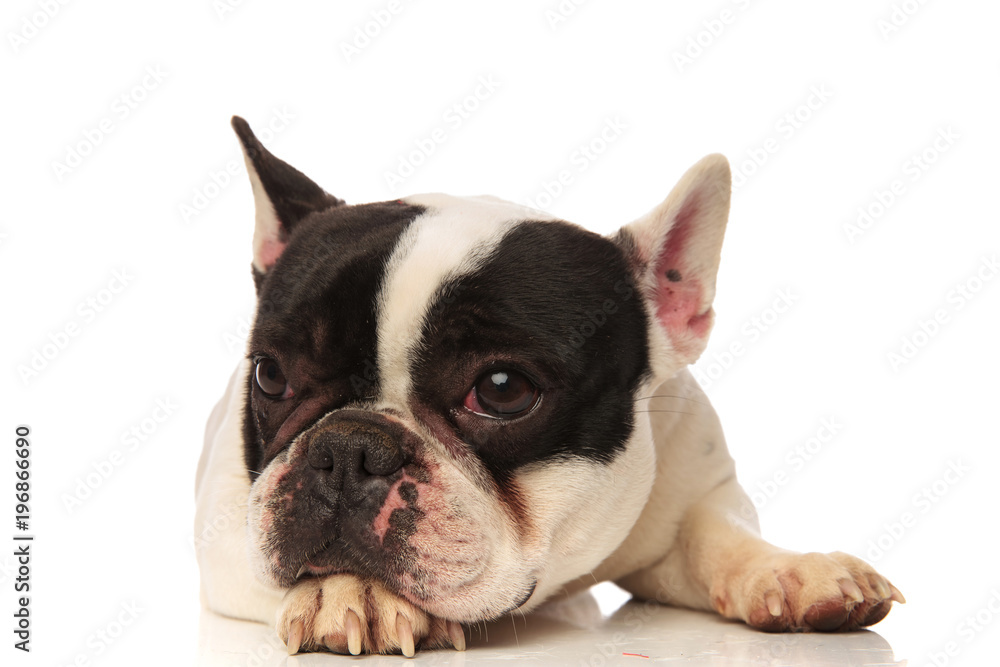 french bulldog with head on paw looks to side