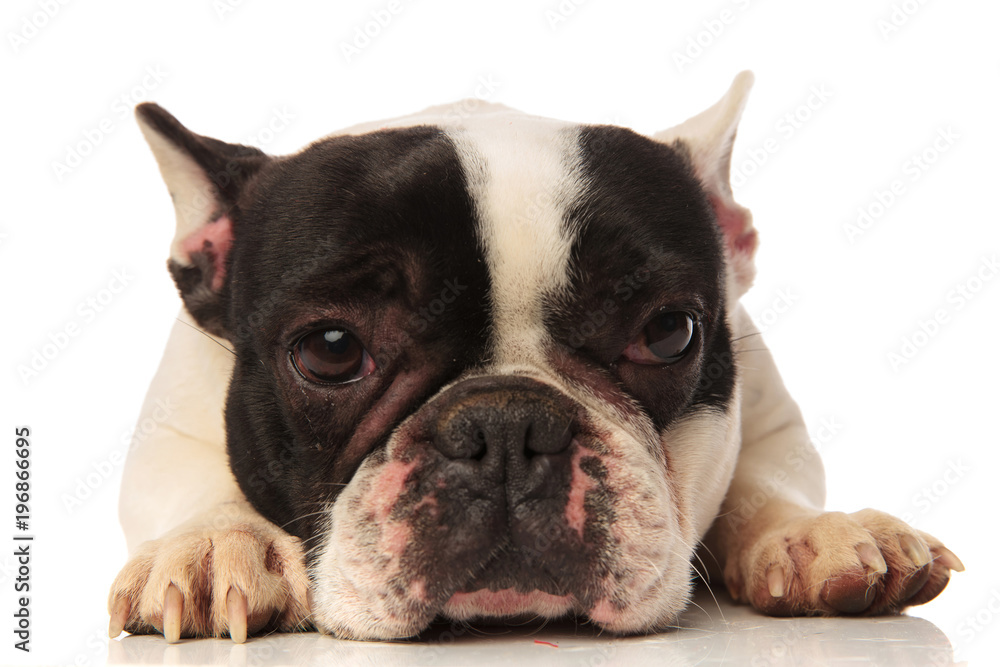 close up of a cute tired french bulldog