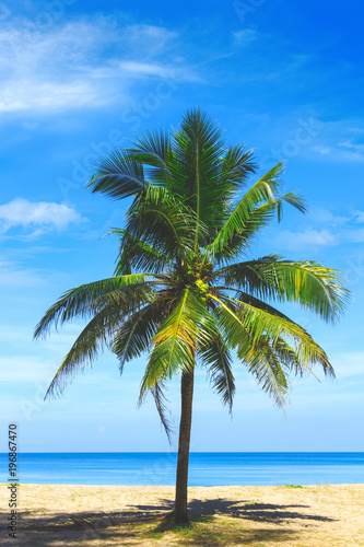 Palm tree close up view. Picturesque view of Andaman sea in Phuket  Thailand. Seascape. Tropical beach at the exotic island.