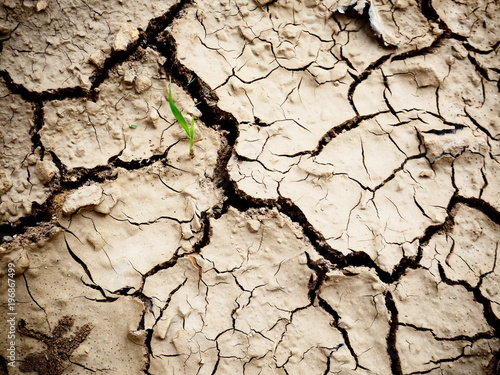 tree growing on cracked earth / young plant tree grows on the dry soil. Global worming effect.
