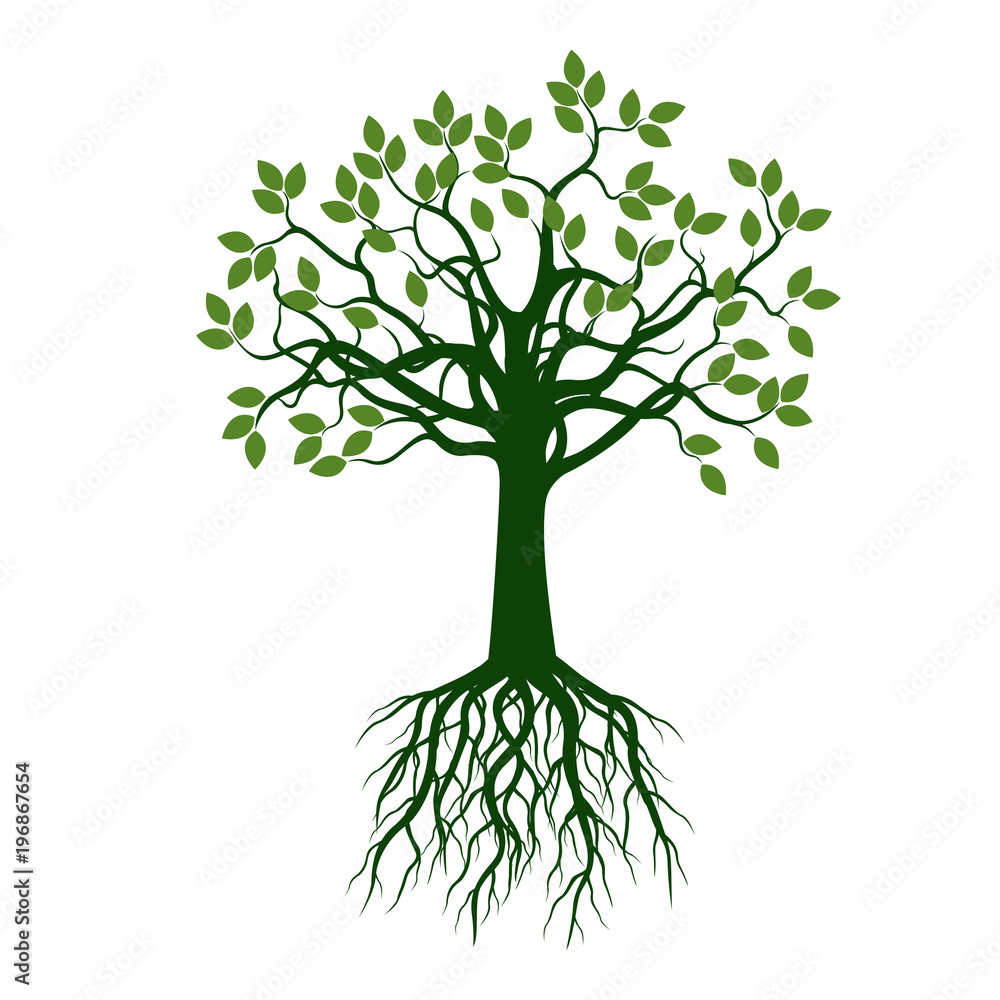 Green Tree with Leaves and Roots. Vector Illustration and graphic ...