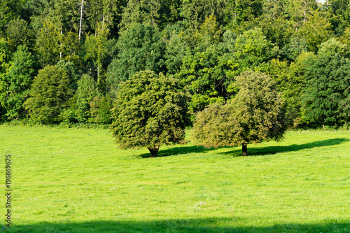 Gr  ne Landschaft mit B  umen und Wald