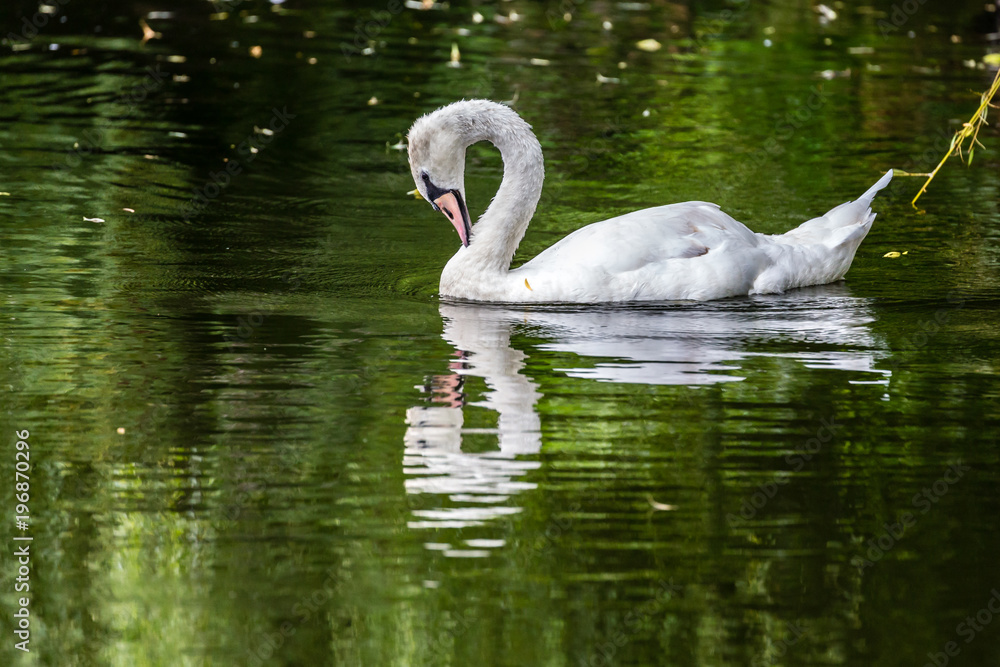 Fototapeta premium Swan in lake