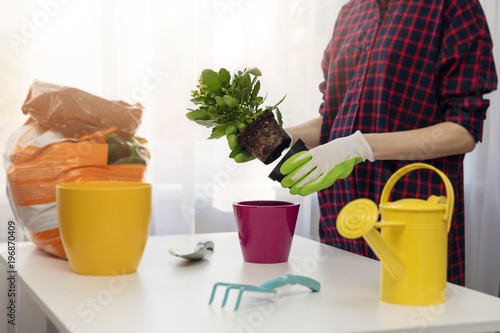 woman planting flower in pot at home