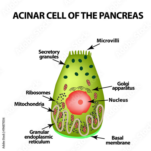 Acinar cell of the pancreas. Acinus. Infographics. Vector illustration on isolated background