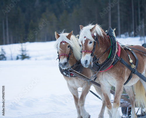 two horses pulling sledge in winter