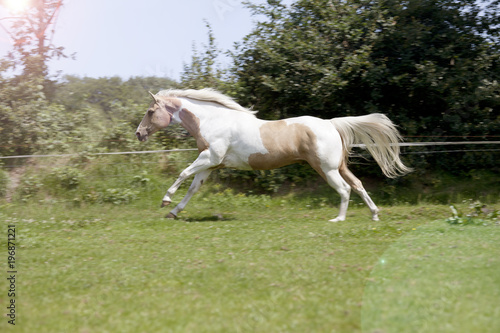 Palomino stallion gallops