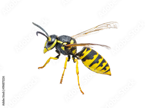 Vászonkép Yellow Jacket Wasp Insect Isolated on White