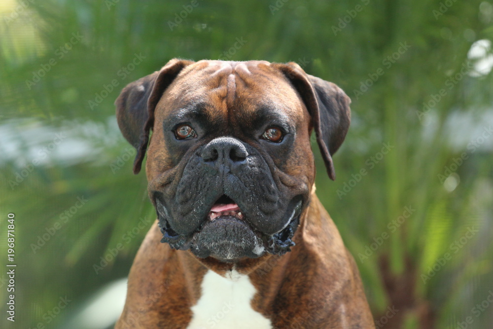 Smiling face of a Happy Boxer Dog 