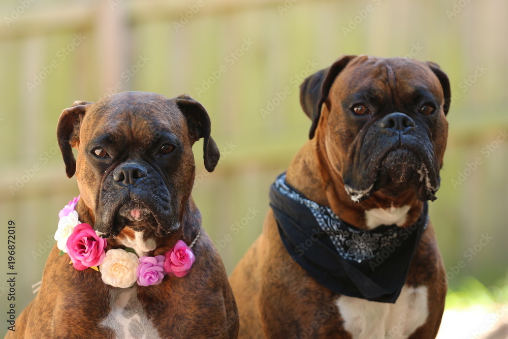 Two Dogs Male and Female Boxers 
