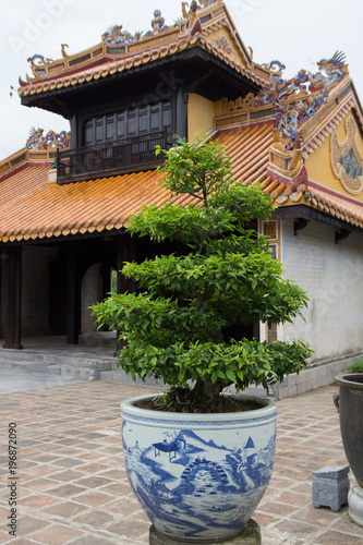 bonsai in front of chinese temple