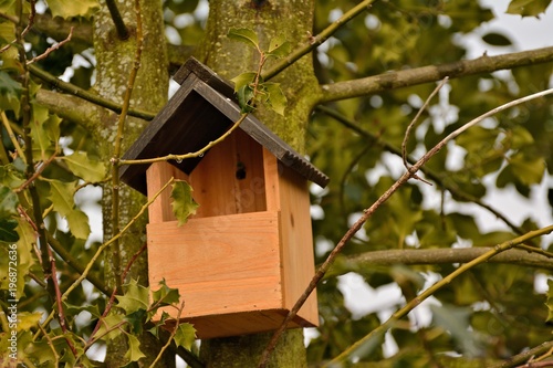 Bird nesting box for larger birds, eg: blackbirds nailed to a holly tree in English garden