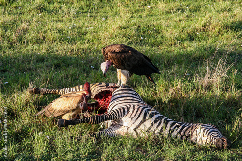 Vultures eating a zebra in Maasai Mara National Park  Kenya