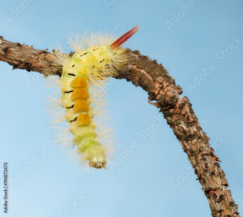 Caterpillar hang down from branch