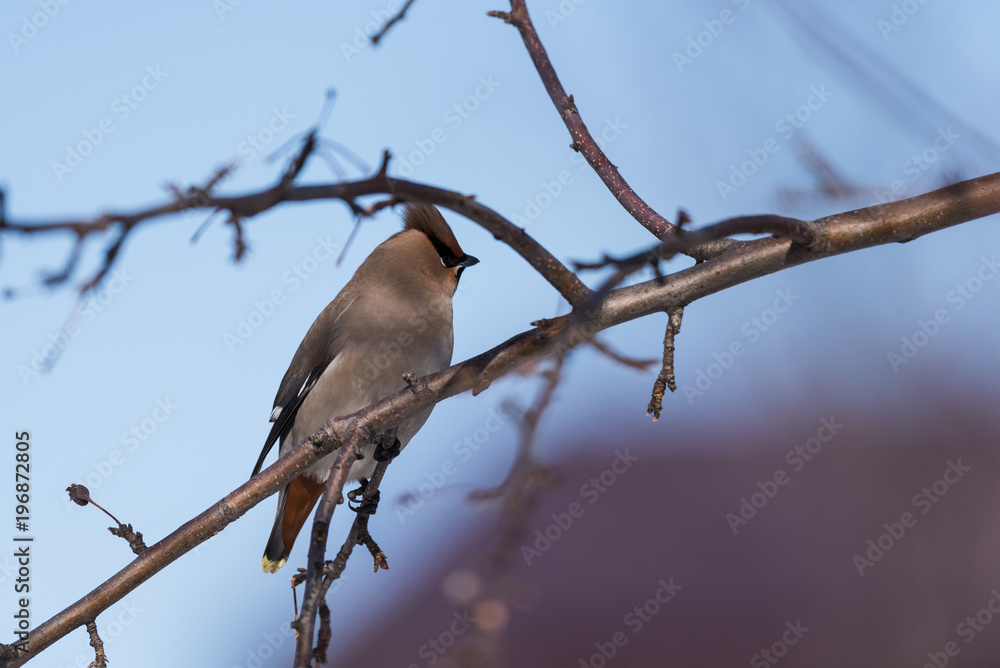 Waxwings on a tree branch
