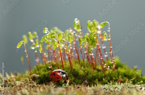 Fotografía Ladybird rests under moss patch