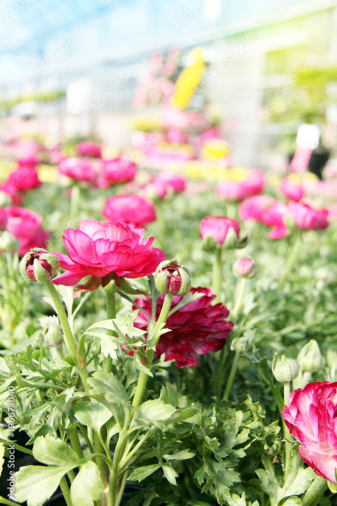 Pink Ranunculus buttercup flower in the garden, surrounded by yellow daffodils.