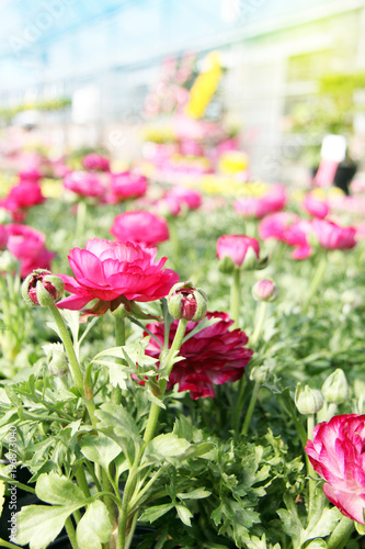 Fototapeta Naklejka Na Ścianę i Meble -  Pink Ranunculus buttercup flower in the garden, surrounded by yellow daffodils.