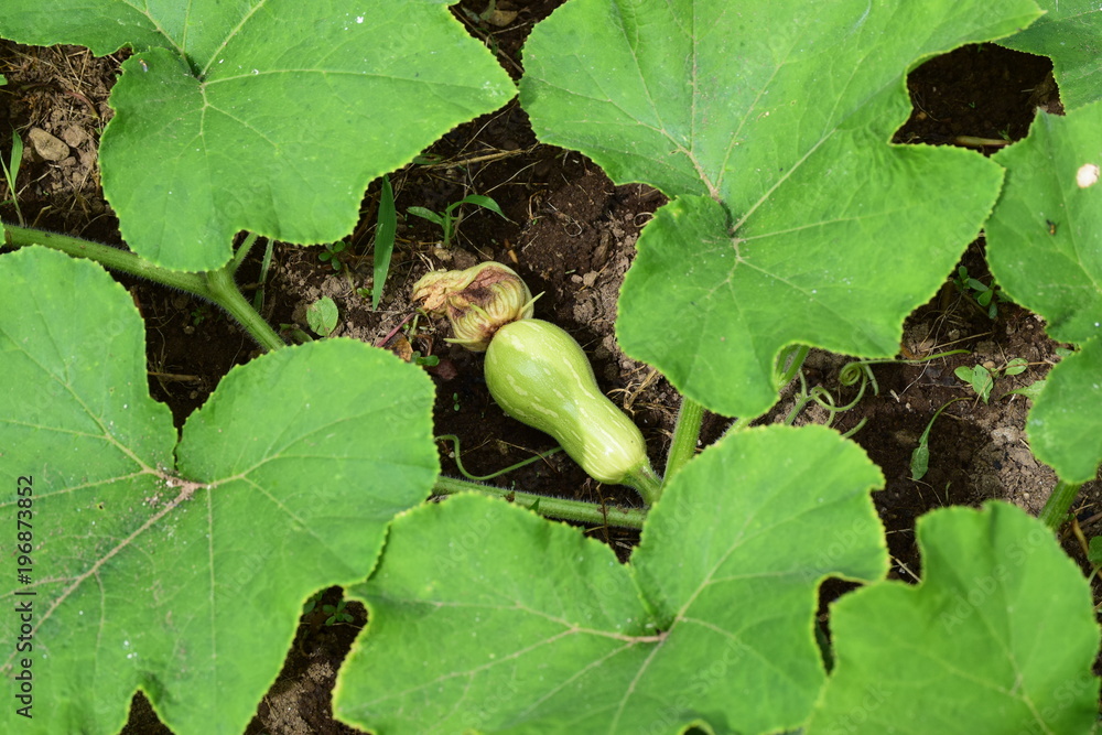 Baby Butternut Squash Baby Butternut Squash