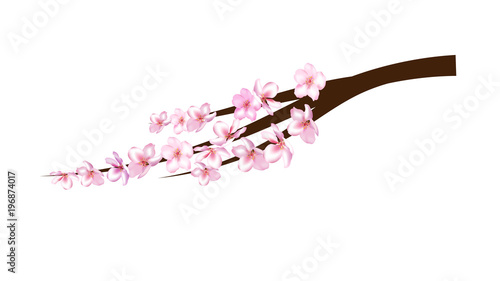 Realistic Cherry Branch Illustration Vector. Blooming Sakura  Apricot  Peach  Apple Twig Blossoms Petals Falling Down Isolated. Realistic Blossom Cherry Branch  Showering Petals  Wedding Decoration
