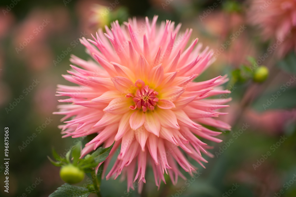 Pink Flower Pink Flower