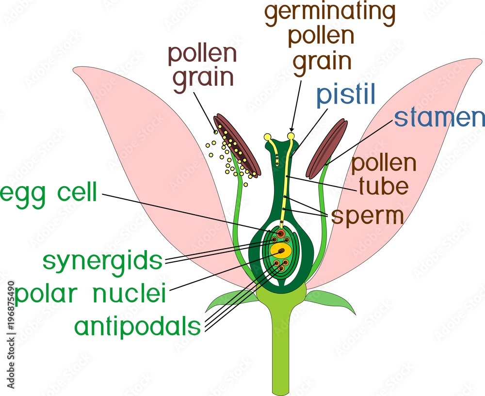 Parts of flower with titles. Cross section of typical angiosperm flower