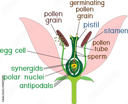 Parts of flower with titles. Cross section of typical angiosperm flower at time of double fertilization