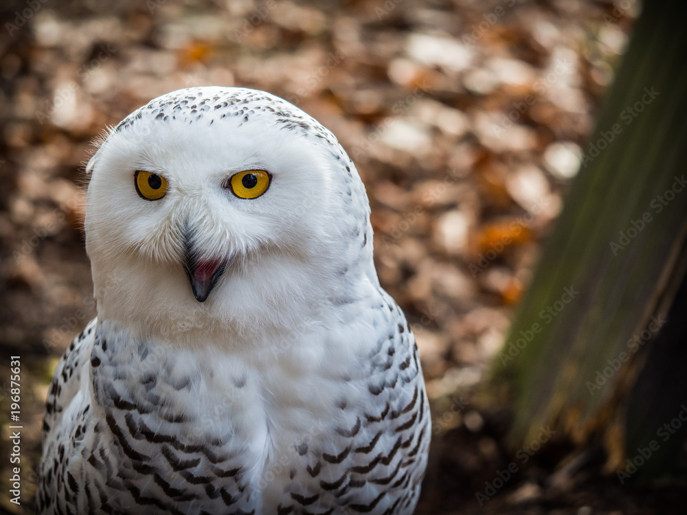 Fototapeta premium The snowy owl sitting in the wood