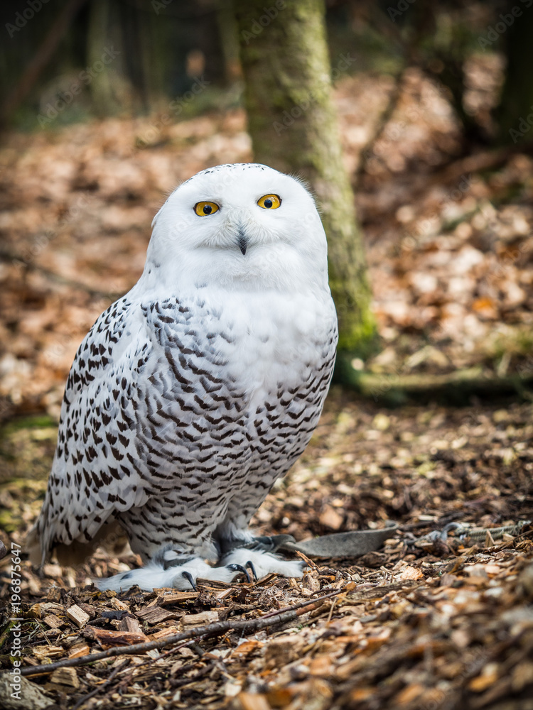 The snowy owl sitting in the wood The snowy owl sitting in the wood