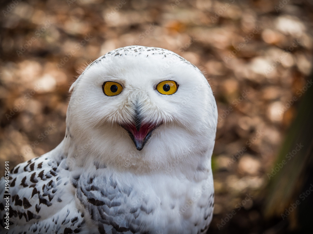 The snowy owl sitting in the wood