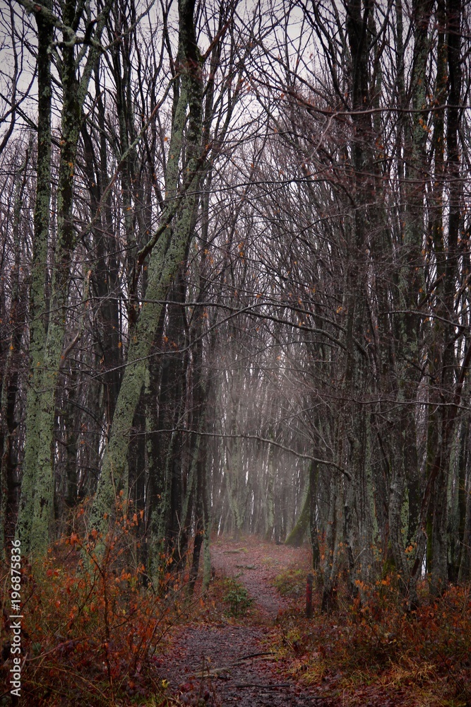 Foggy weather in the forest. Autumn season. Forest path between trees.