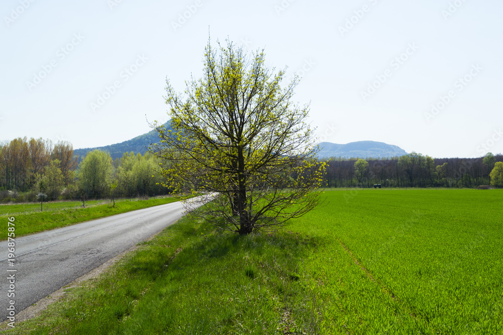 Linden tree flowers