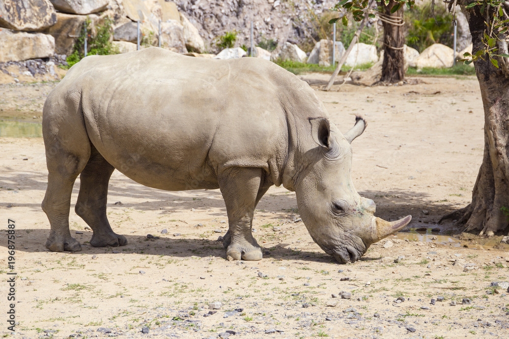 Fototapeta premium white rhinoceros with injuries on the muzzle