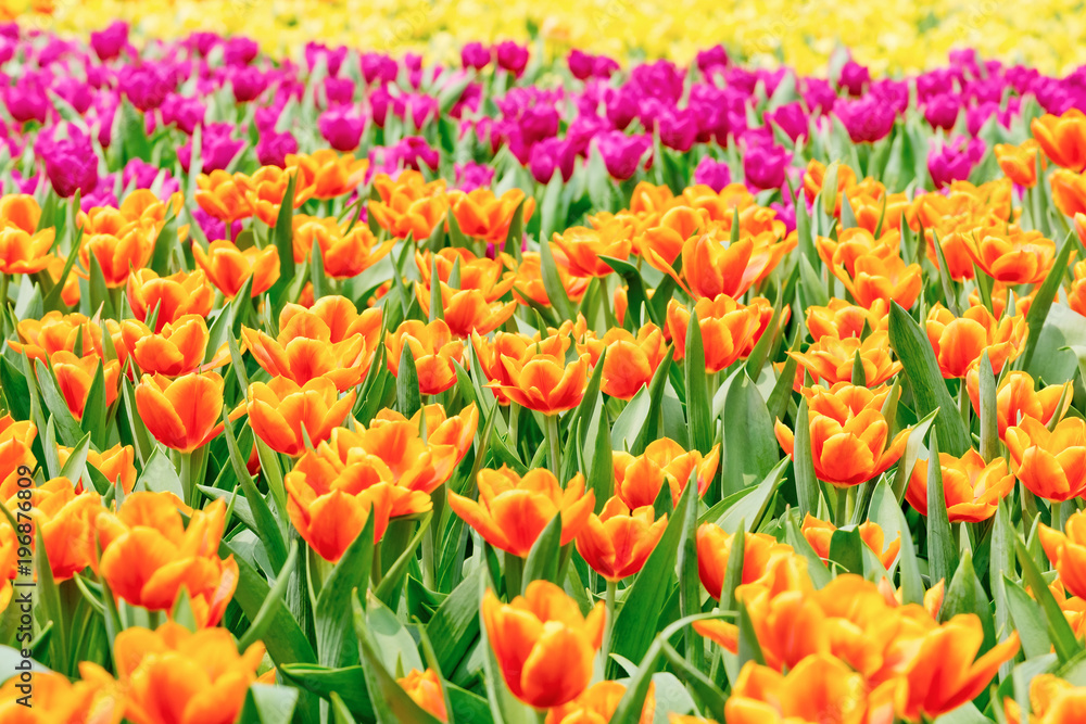 Colorful flowers tulips in the garden Colorful flowers tulips in the garden