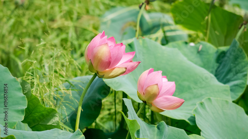 Beautiful colorful pink buds of lotus flowers and leaves